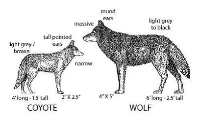 wolf vs coyote